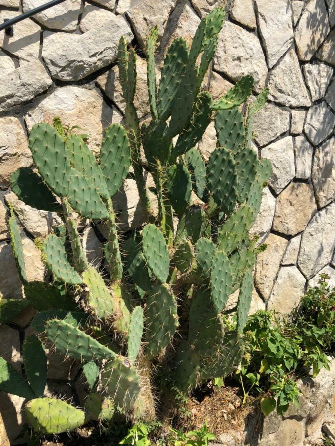 Apartment Opuntia Piran Eksteriør bilde